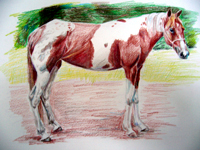 Paint Horse - USA