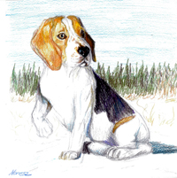 Beagle klyk - 2010