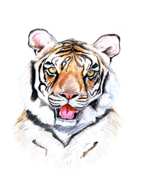 Tigris