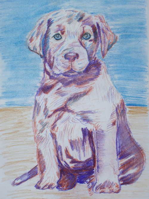 Labrador