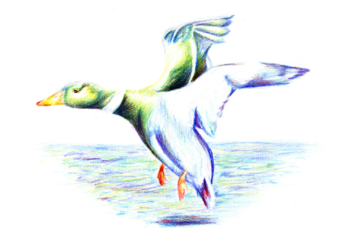 Vadkacsa