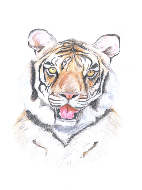 Tigris