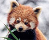 Vrs panda