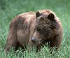 Grizzly medve