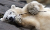 Knut a berlini medve
