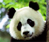 Knut a berlini medve