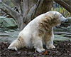 Knut