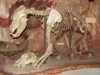 Jegesmedve