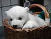 Wilbear jegesmaci
