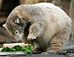 Knut
