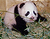 Bcsi Pandamaci