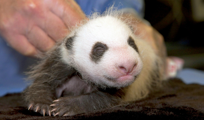panda bbi