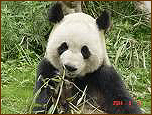 pandamaci