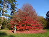 Szarvasi Arbortum